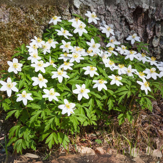 Christmas Rose - 6 pcs. - Helleborus niger 'Mont Blanc' - Height 20-30cm - ⌀12cm