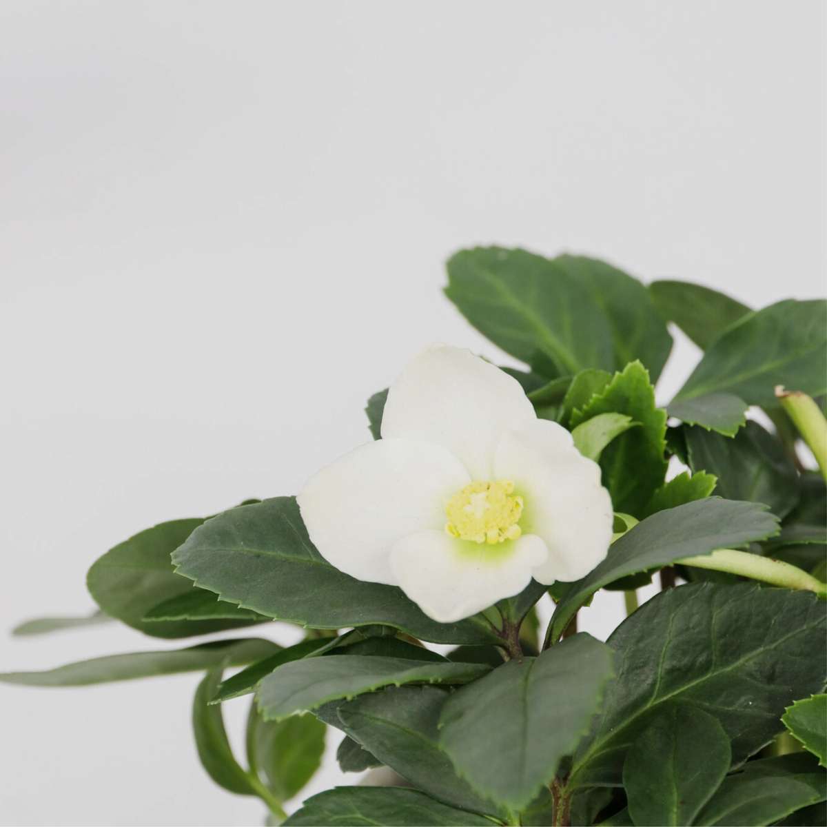 Christmas Rose - 6 pcs. - Helleborus niger 'Mont Blanc' - Height 20-30cm - ⌀12cm