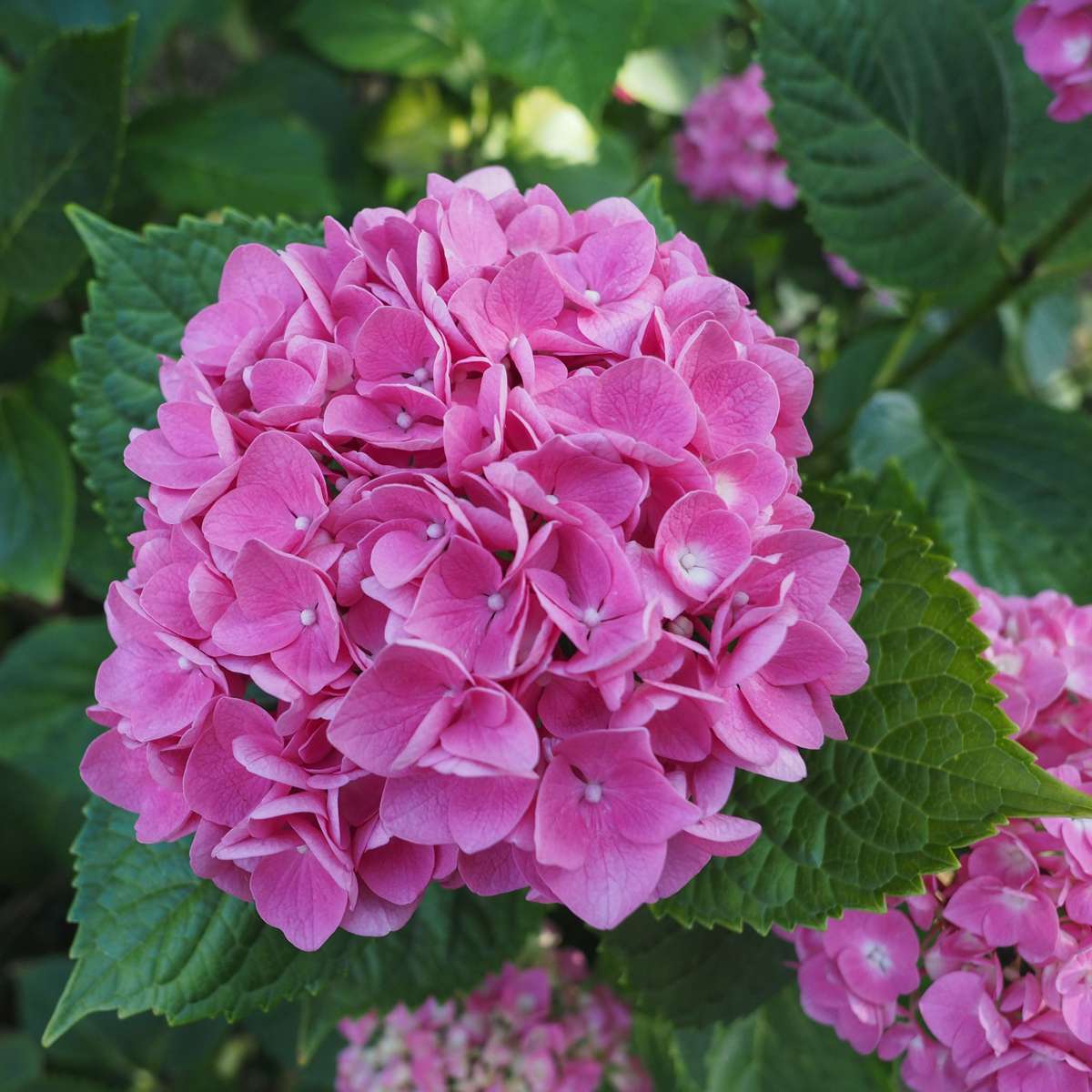 Hortensia - 3 pcs. - Hydrangea macrophylla 'Early Pink' - Height 25-40cm - ⌀9cm