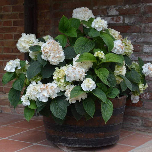 Hortensia - 3 pcs. - Hydrangea macrophylla teller 'Benxi' - H25-40cm - ⌀9cm