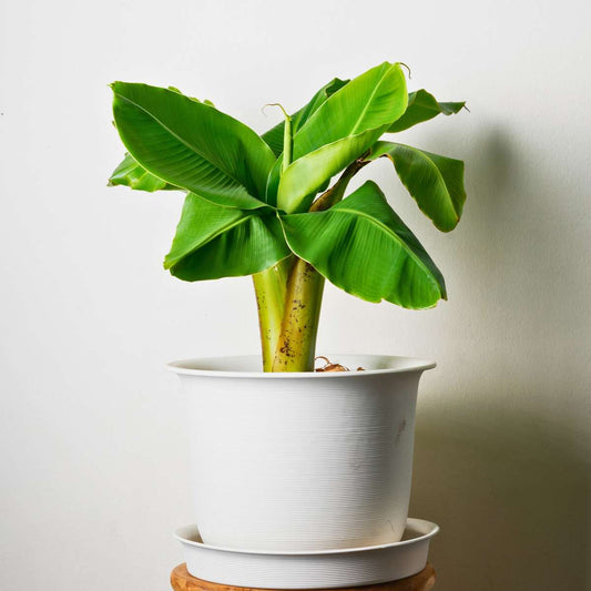 Hardy Banana - 6 pcs. - Musa basjoo - Height 25-40cm - ⌀9cm