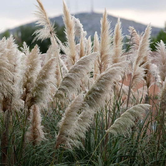 Pampasgrass - 6 pcs. - Cortaderia selloana - Height 25-40cm - ⌀9cm