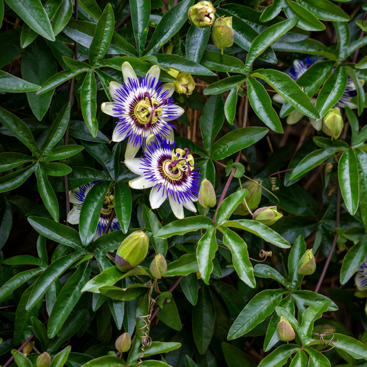 Passion Flower - 3 pcs. - Passiflora edulis 'Frederick' - Height 25-40cm - ⌀9cm
