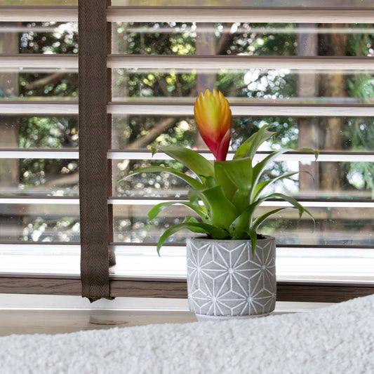 Flaming Sword - Set of 3 - Tillandsia Vriesea 'Dorado' - Height 15-25cm - ø7cm