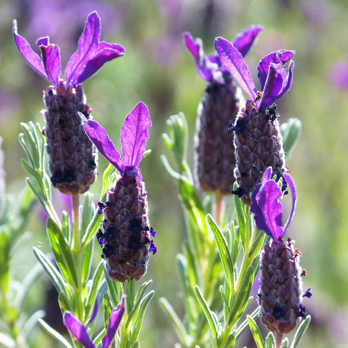 Lavender bush - Lavandula stoechas 'Anouk' - Height 25-35cm - ⌀15cm