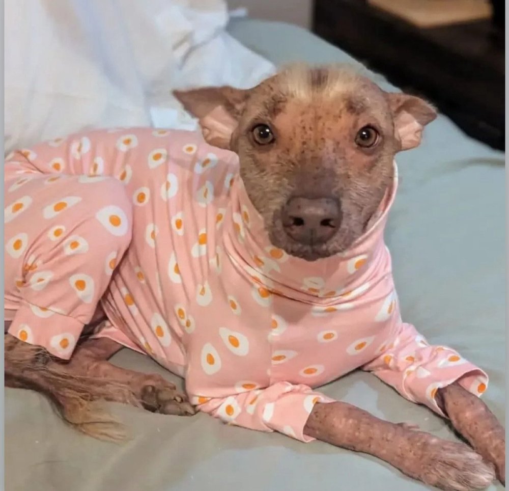 Jersey Suit - Purple Moths