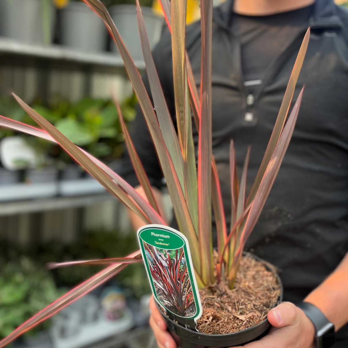 Phormium 'Sundowner' 2L (40-50cm including the pot)