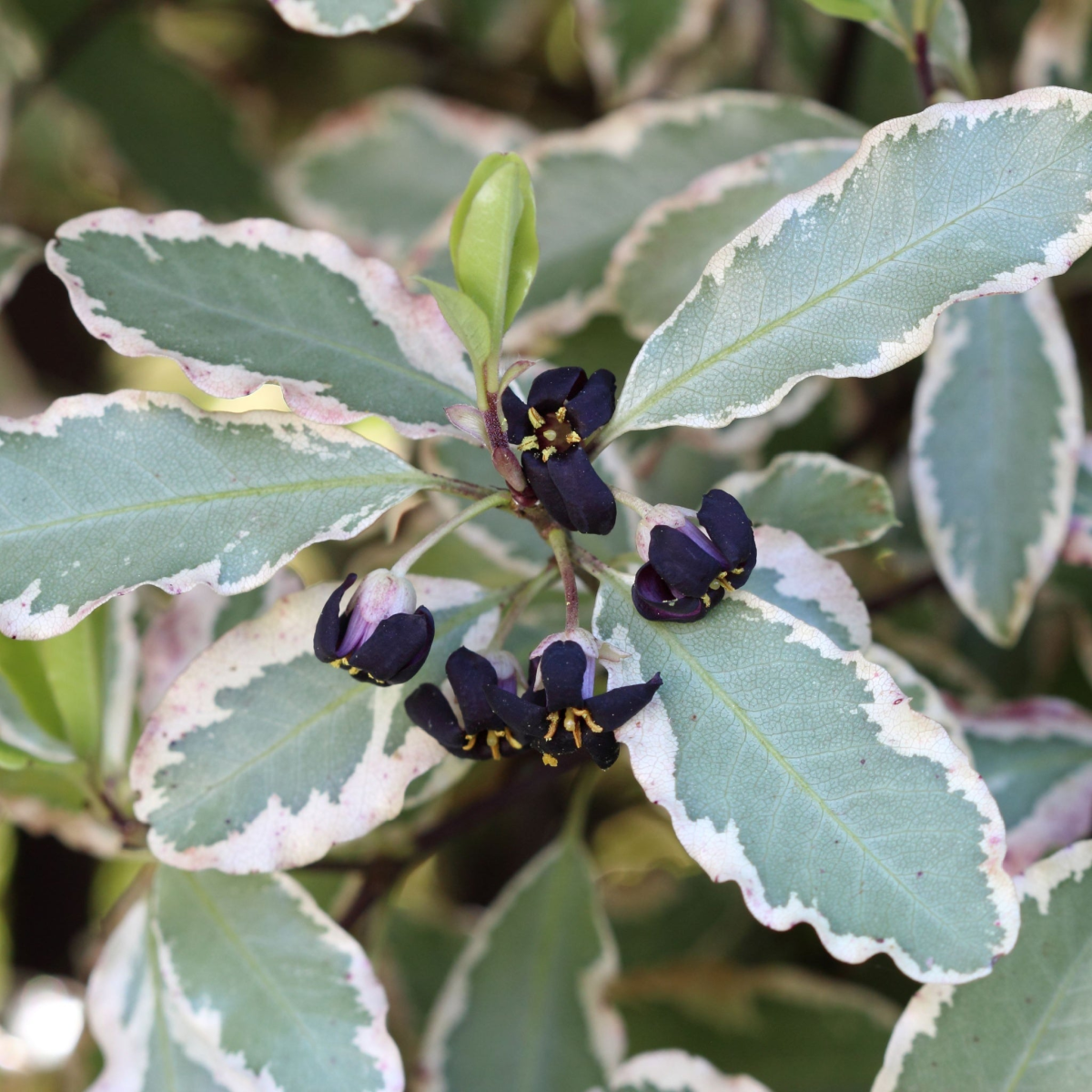 Pittosporum tenuifolium 'Elizabeth' 2L (70-80cm)