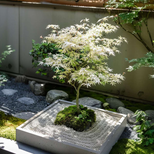 Japanese maple - 2 pcs. - Acer palmatum 'Ukigumo' - Height 50-60cm - ⌀19cm