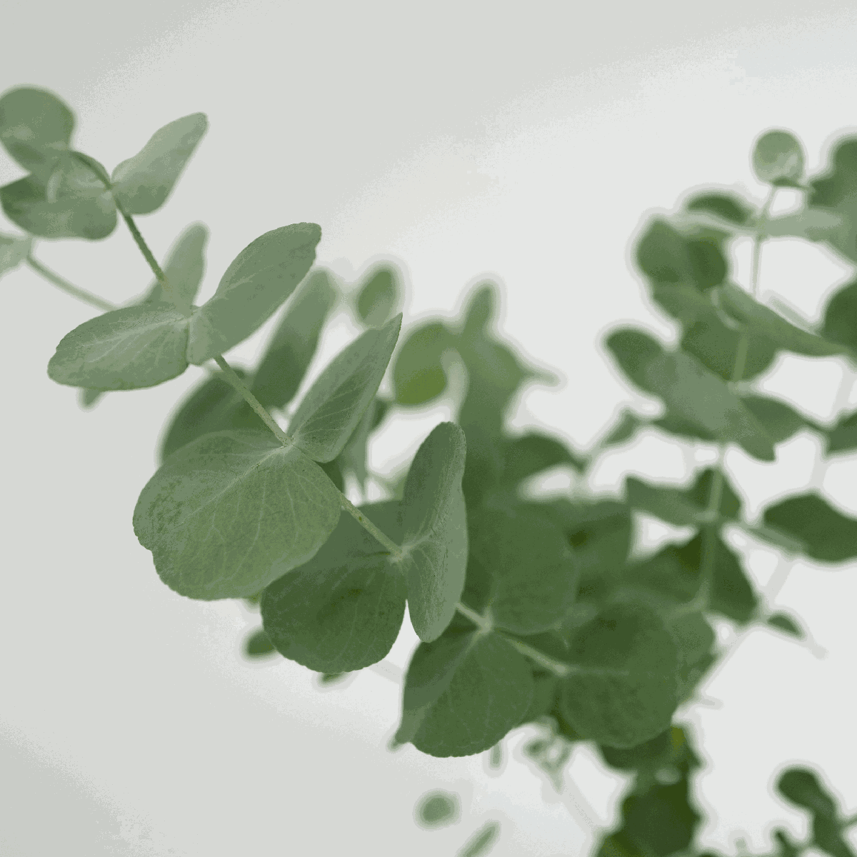 Gum bush - 4 pcs. - Eucalyptus 'Pulverulenta' - Height 25-40cm - ⌀12cm