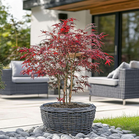 Japanese maple - 2 pcs. - Acer palmatum 'Starfish' - Height 60-70cm - ⌀19cm