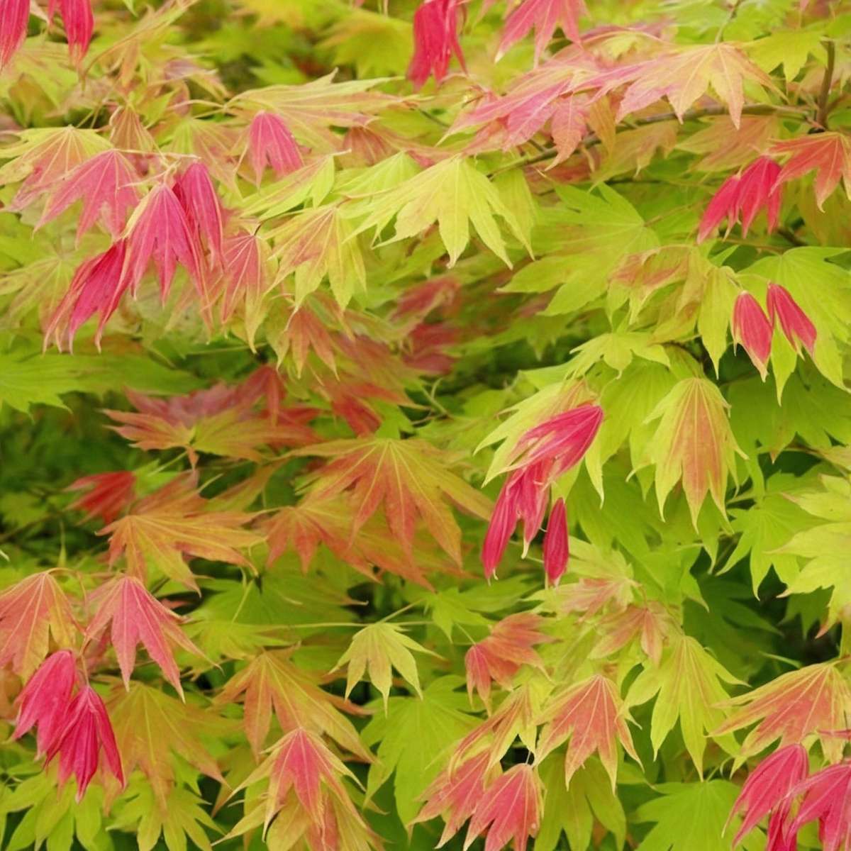 Japanese maple - 2 pcs. - Acer palmatum 'Moonrise' - Height 40-50cm - ⌀19cm