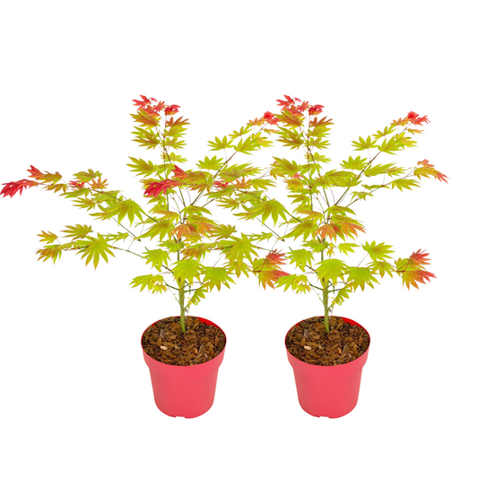 Japanese maple - 2 pcs. - Acer palmatum 'Moonrise' - Height 40-50cm - ⌀19cm