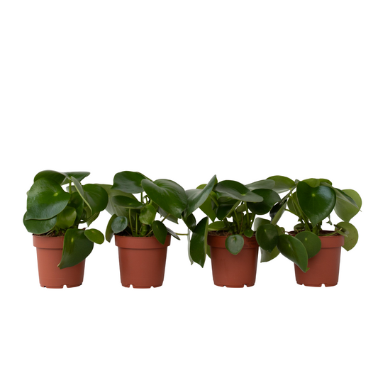 Chinese money plant - 4 pcs. - Peperomia polybotrya - Height 20-30cm - ⌀12cm