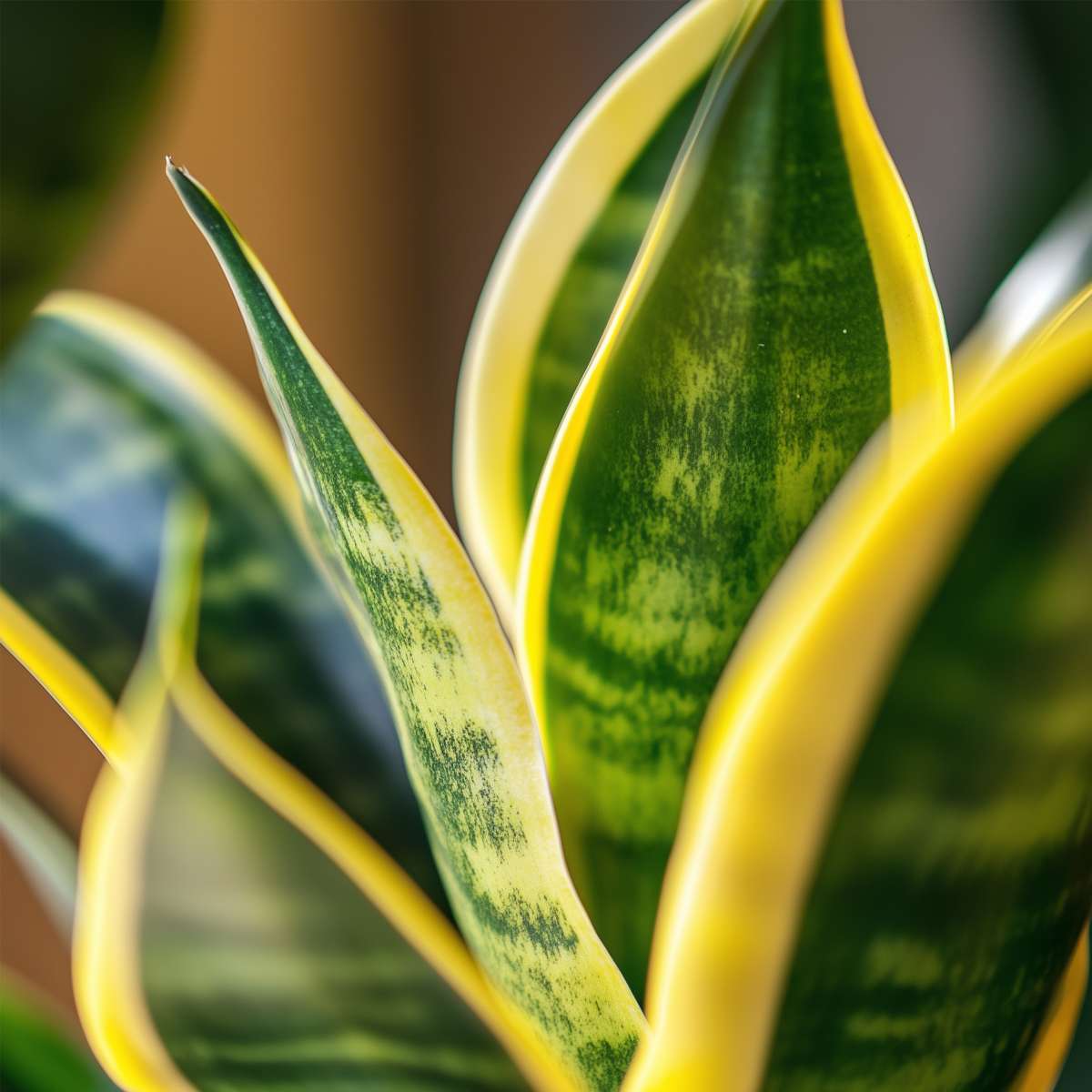 Snake plant - 4 pcs. - Sansevieria 'Futura Superba' - Height 35-40cm - ⌀12cm
