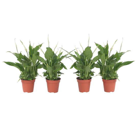 Peace lilly - 4 pcs. - Spathiphyllum 'Torelli' - Height 30-45cm - ⌀12cm