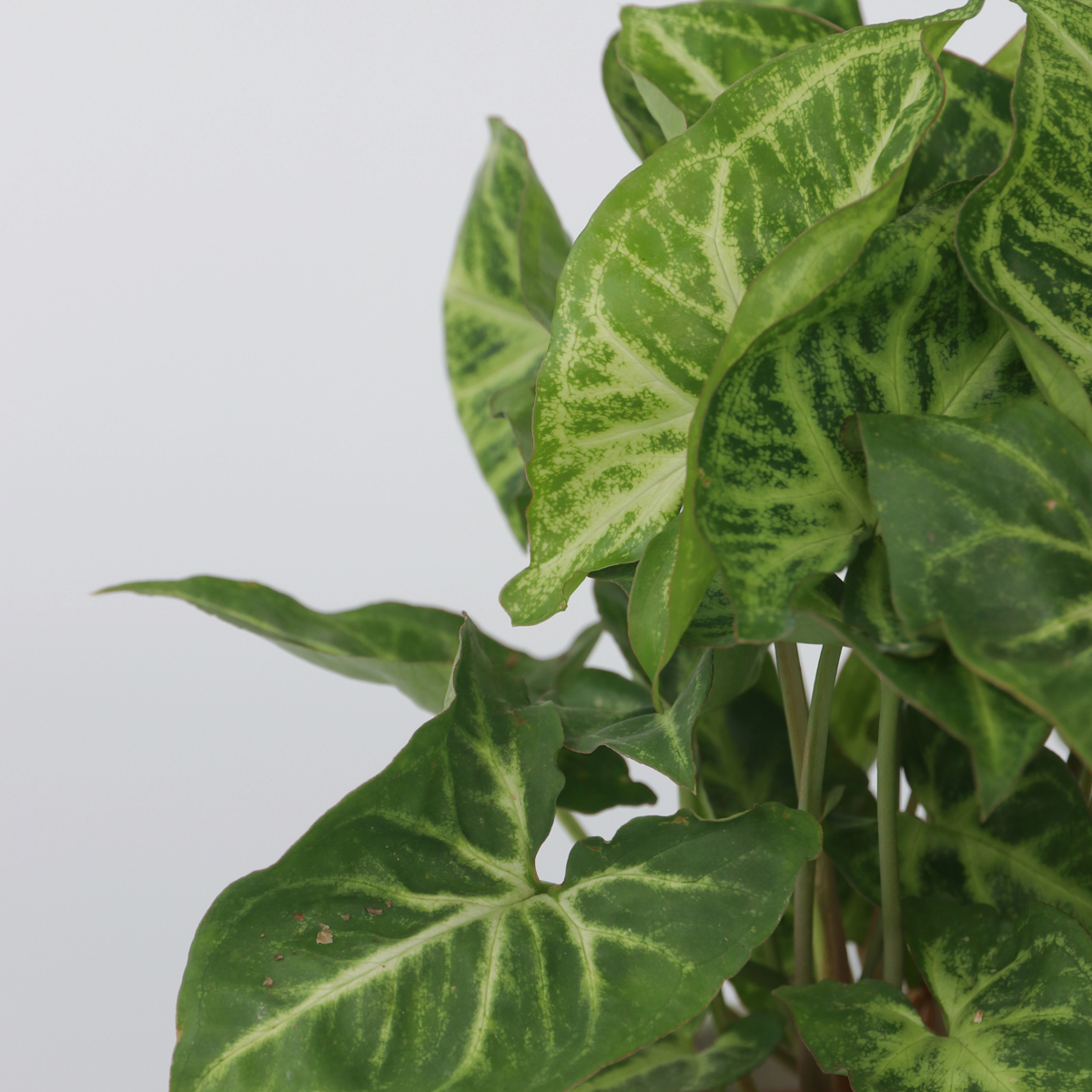 Arrowhead Plant Red Heart - 3 pcs. - Syngonium 'Pixie' - Height 25-40cm - ⌀12cm