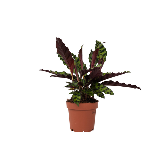 Rattlesnake plant - Goeppertia insignis - Height 30-40cm - ⌀12cm