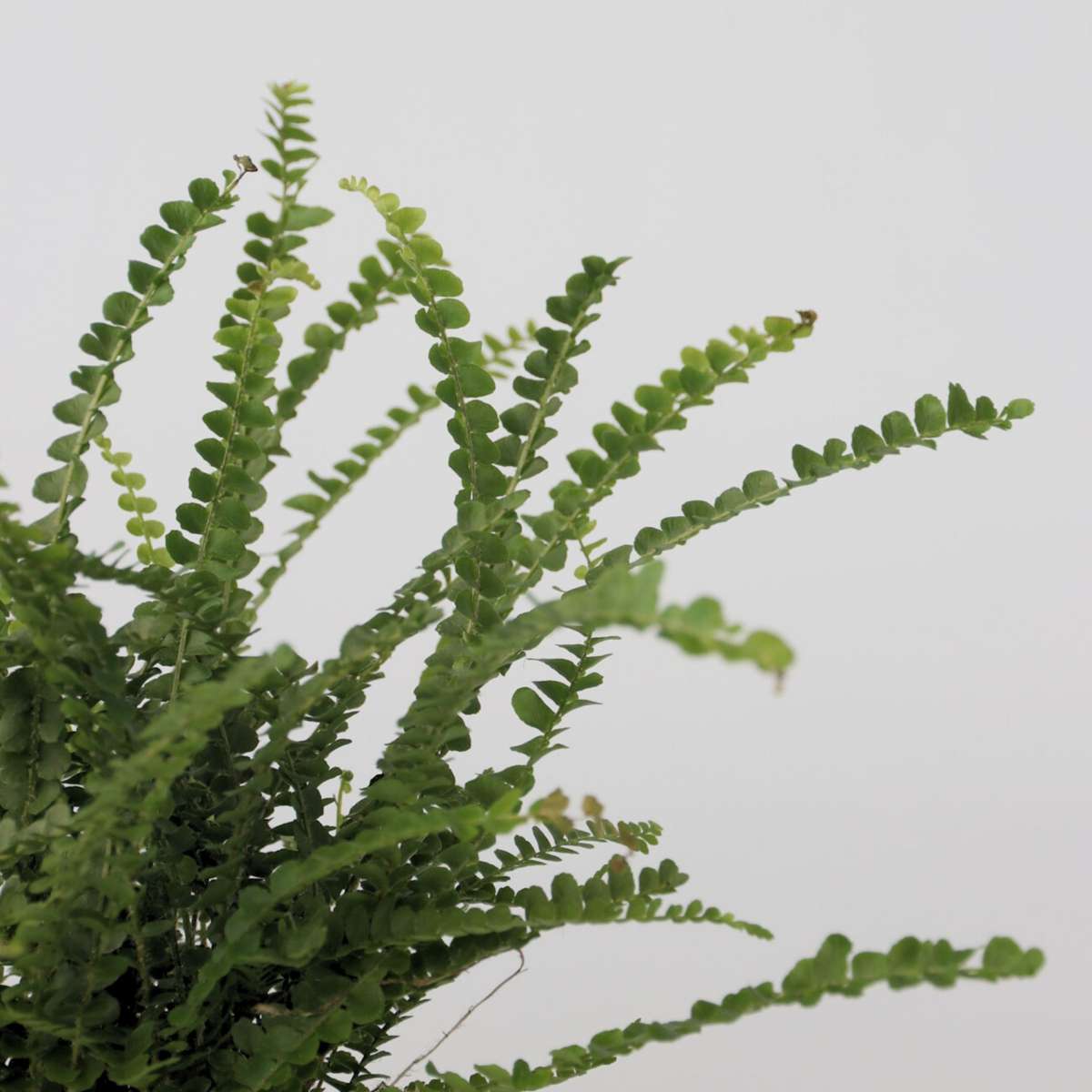 Sword fern - 2 pcs. - Nephrolepis 'Duffii' - Height 25-40cm - ⌀12cm