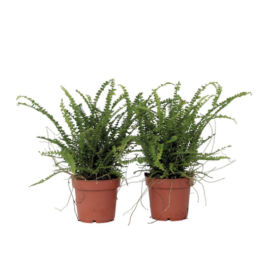 Sword fern - 2 pcs. - Nephrolepis 'Duffii' - Height 25-40cm - ⌀12cm