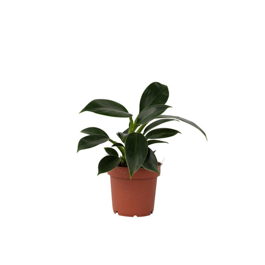Sweetheart Plant - Philodendron 'Green Princess' - Height 20-30cm - ⌀12cm