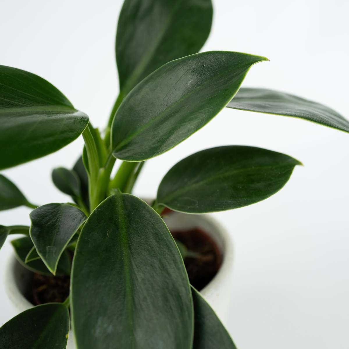 Sweetheart Plant - 2 pcs. - Philodendron 'Green Princess' - H20-30cm - ⌀12cm