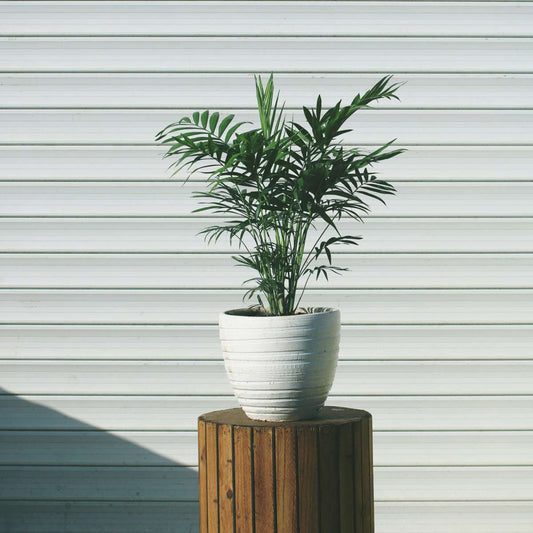 Parlour Palm - Chamaedorea elegans - Height 30-40cm - ⌀12cm