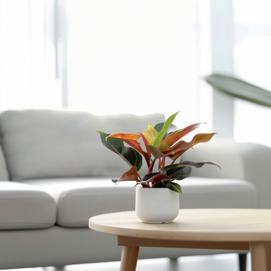 Sweetheart Plant - Philodendron 'Sun Light' - Height 20-30cm - ⌀12cm