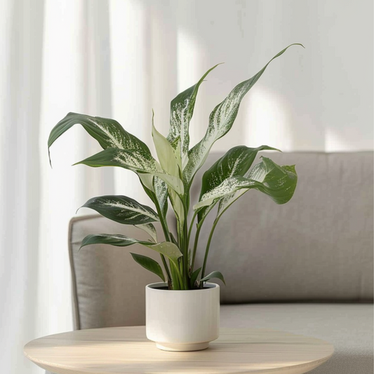 Peace lilly - 2 pcs. - Spathiphyllum 'Diamond' - Height 40-50cm - ⌀12cm
