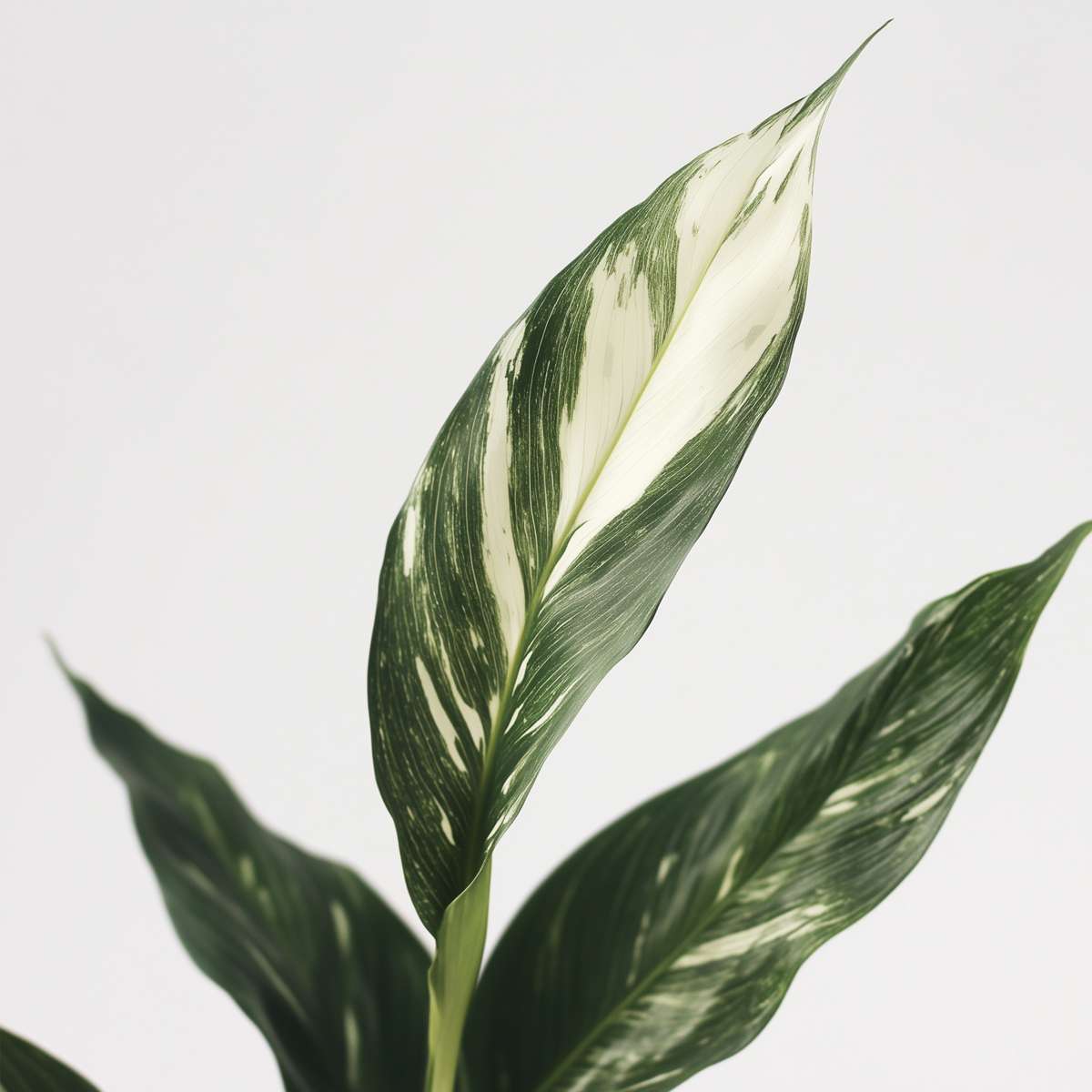 Peace lilly - 2 pcs. - Spathiphyllum 'Diamond' - Height 40-50cm - ⌀12cm