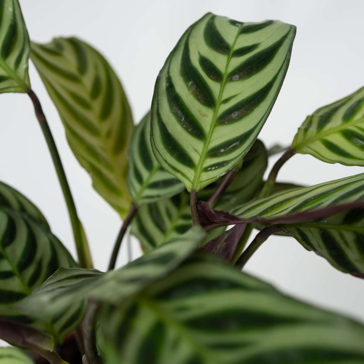 Never Never Plant - 2 pcs. - Ctenanthe 'Amagris' - Height 20-30cm - ⌀12cm