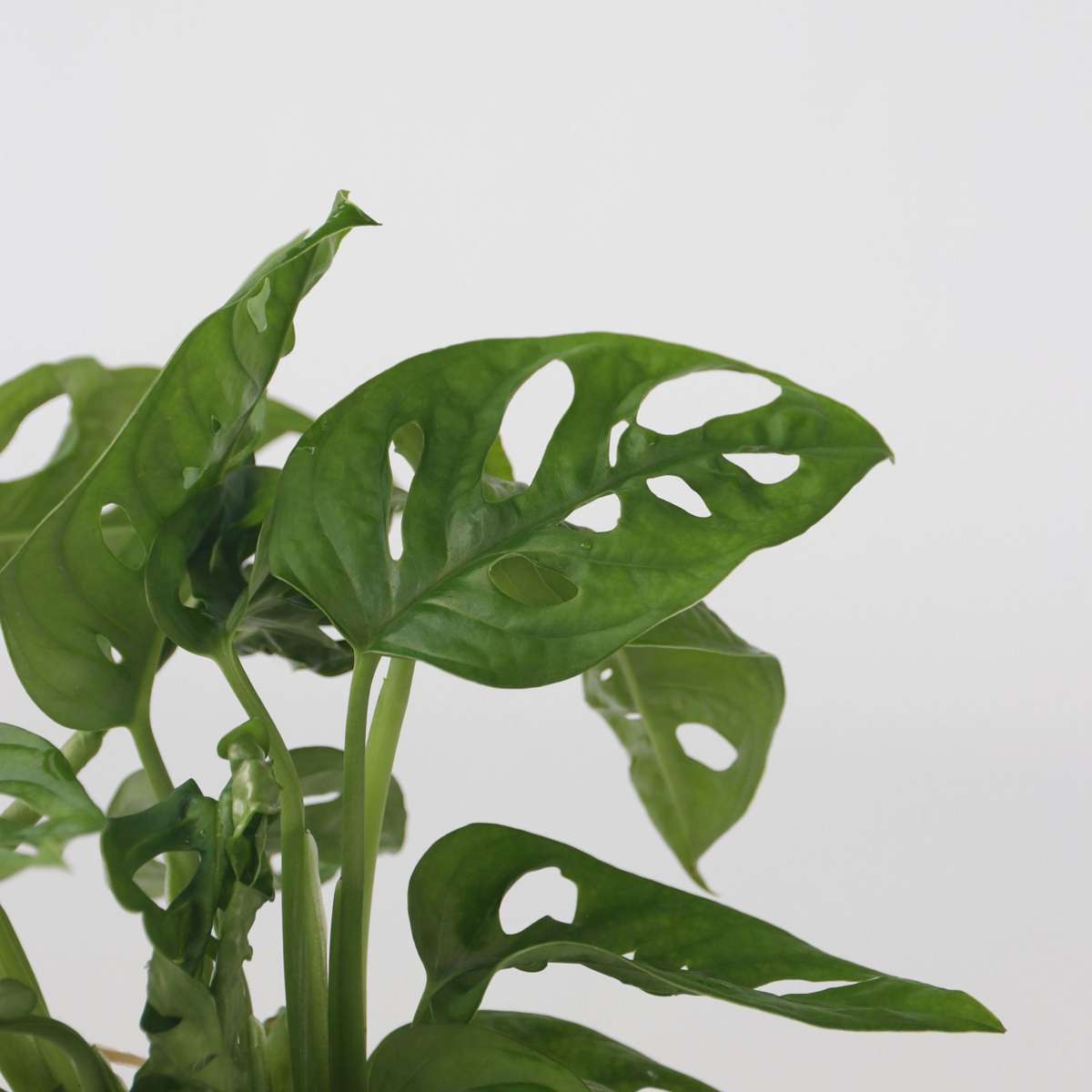 Mini Swiss Cheese Plant - Monstera 'Monkey Mask' - Height 25-35cm - ⌀20cm