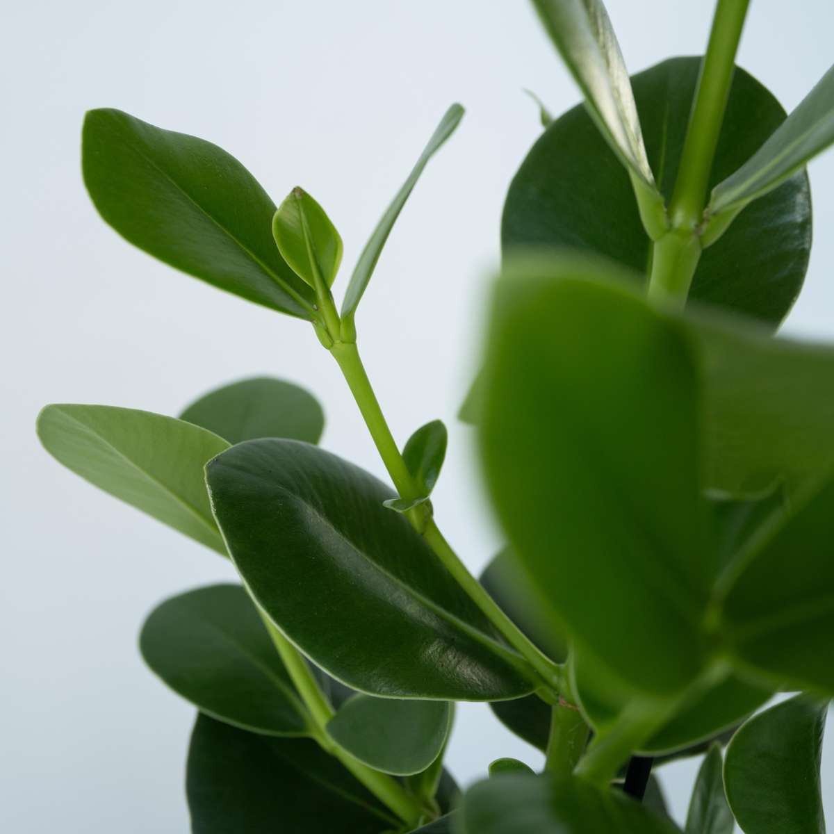 Autograph tree - 2 pcs. - Clusia rosea 'Princess' - Height 50-60cm - ⌀17cm