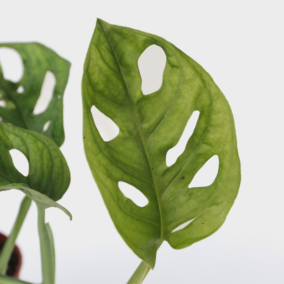 Mini Swiss Cheese Plant - Monstera adansonii 'Monkey Mask' - H25-30cm - ⌀12cm