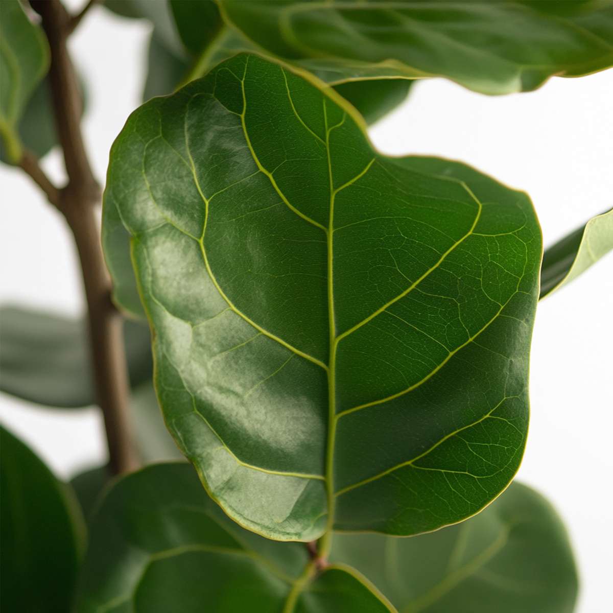 Fiddle-leaf fig - Ficus Lyrata - Height 70-90cm - ⌀21cm