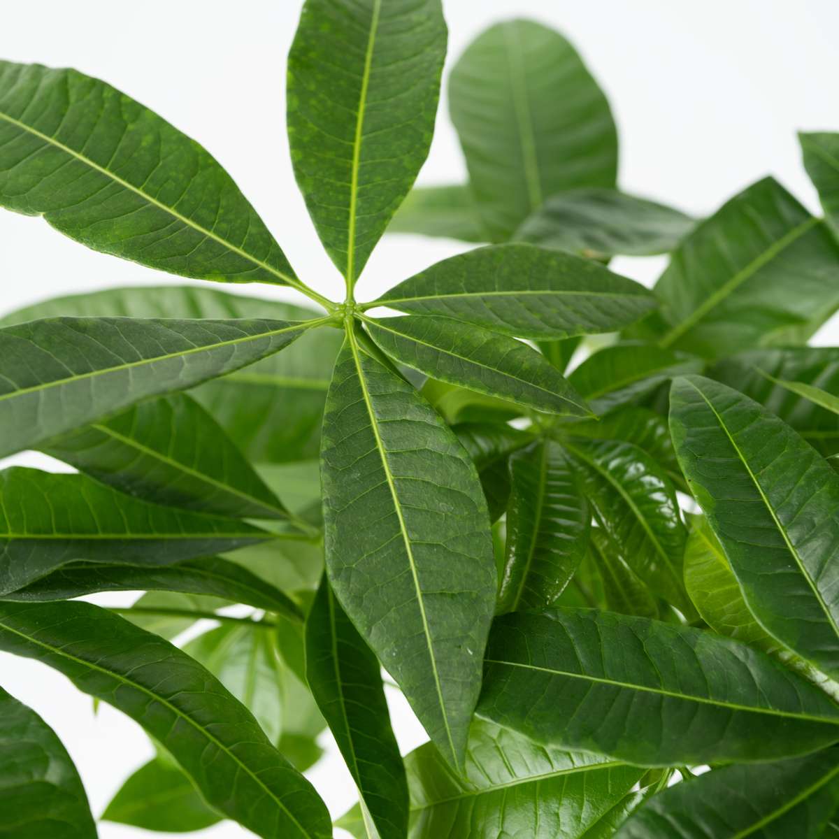 Money Tree Plant - Pachira aquatica - Height 60-70cm - ⌀17cm