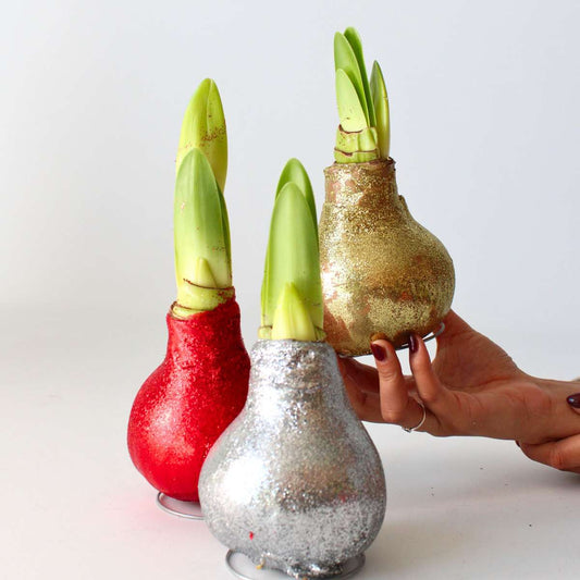 Amaryllis - 3 pcs. - Hippeastrum 'Glitter Mix' - Flower Bulb - Red