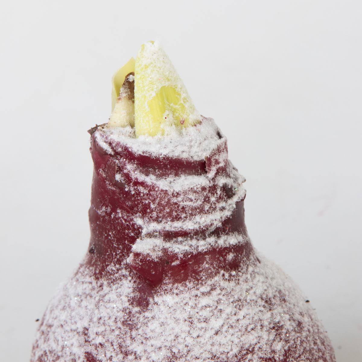 Amaryllis - Hippeastrum 'Wax Snow Red' - Flower Bulb - Red