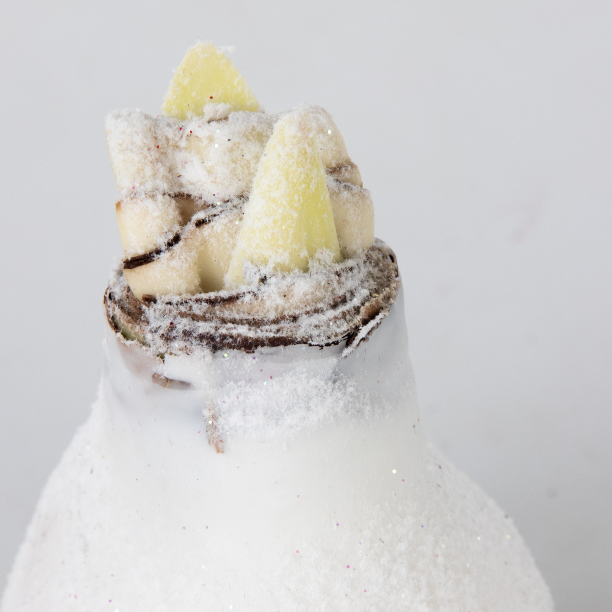 Amaryllis - Hippeastrum 'Wax Snow White' - Flower Bulb - Red