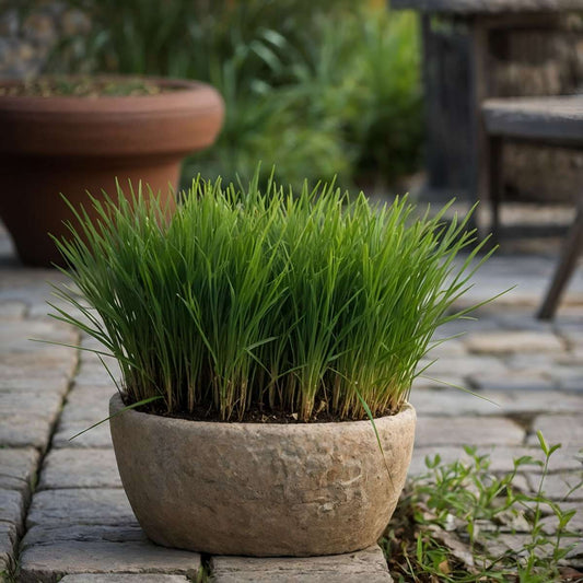 Cat Grass - 4 pcs. - Cyperus zumula - Height 30-40cm - ⌀12cm