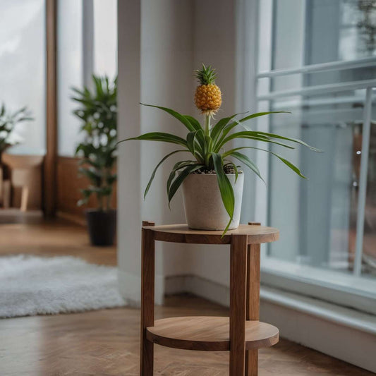 Miniature Pineapple plant - Ananas comosus 'Mi Amigo' - Height 35-45cm - ⌀12cm