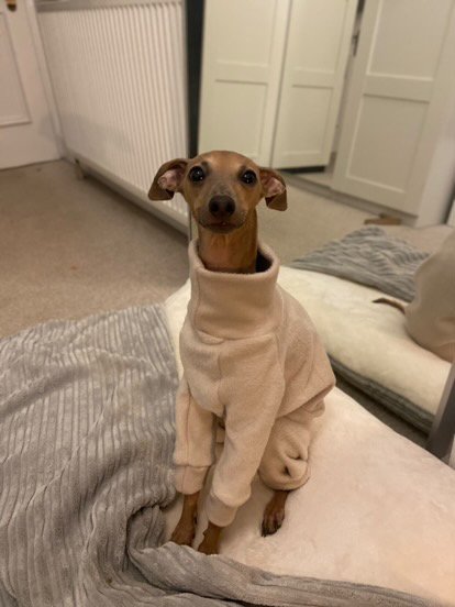 Fleece Lined Sweatshirt Suit - Pumpkin Spice Latte