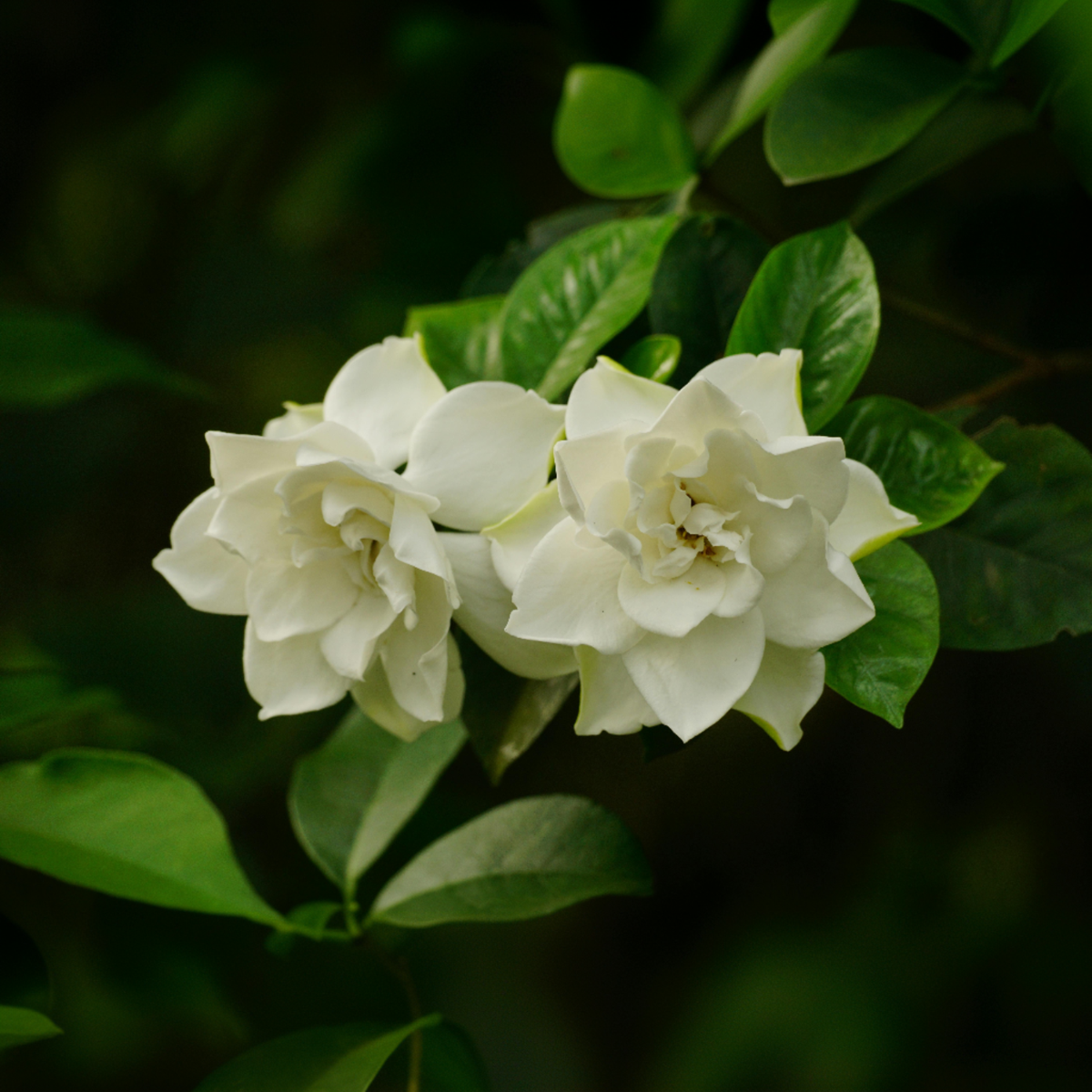 Cape Jasmine - Gardenia jasminoides - Height 20-30cm - ⌀13cm