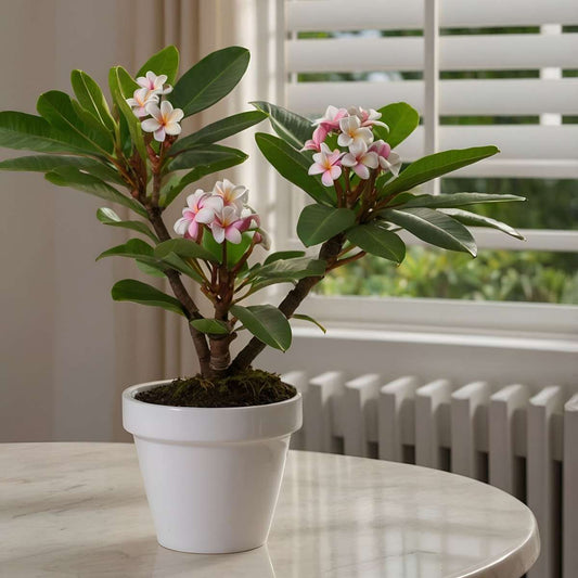 Frangipani - Plumeria rubra - Height 45-55cm - ⌀17cm