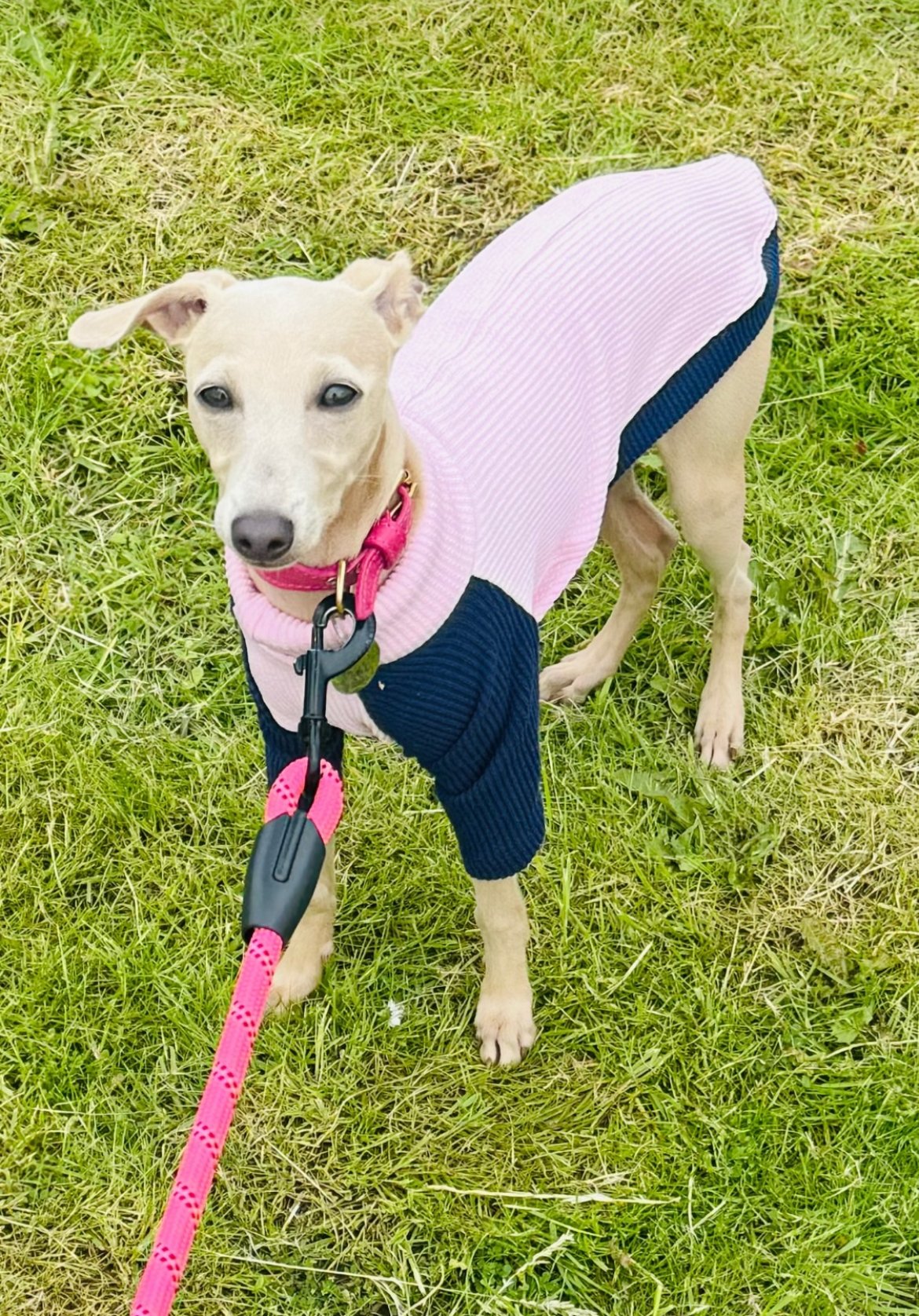 Puppy Ribbed Jersey T-Shirt - Blossom