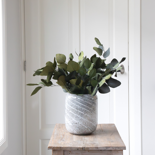 Gum bush - Eucalyptus stuartiana - Dryflowers