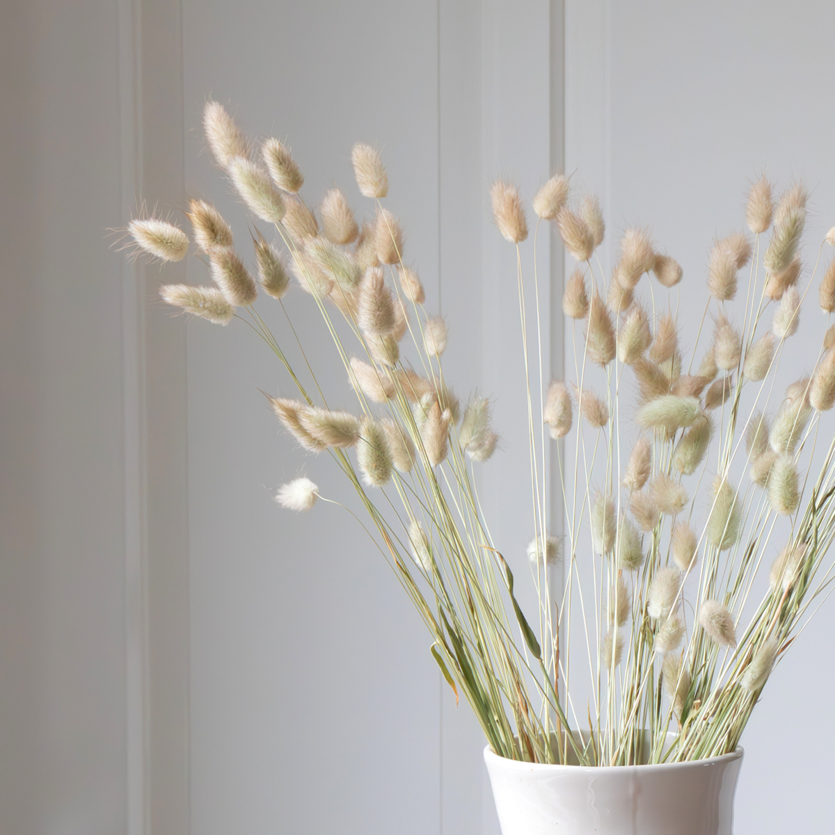 Dried flowers - Bouquet 'Lagurus Bunny Ears' - Dryflowers