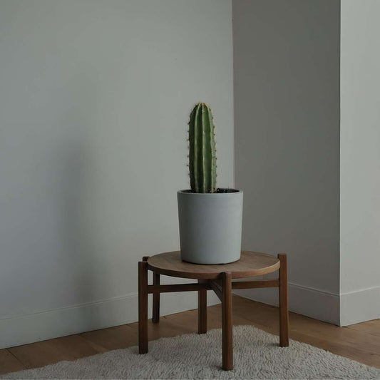 Candelabra tree cactus - Euphorbia ingens - Height 40-50cm - ⌀18cm