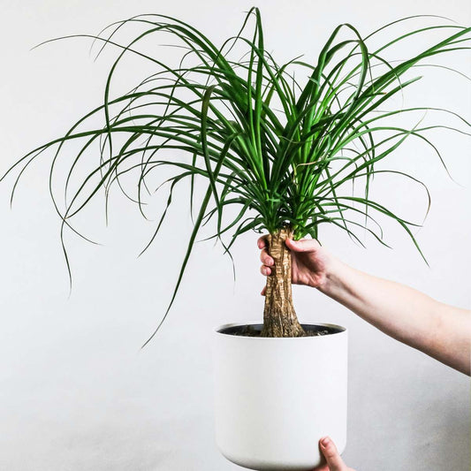 Ponytail Palm - Beaucarnea 'recurvata' - Height 60-70cm - ⌀21cm