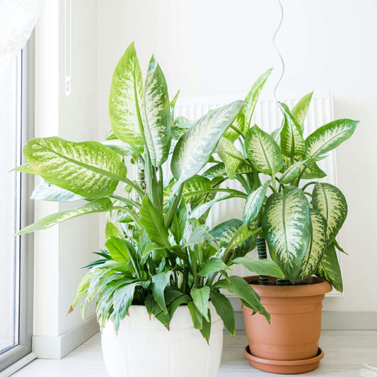 Dumb Cane - Dieffenbachia 'Tropic' - Height 70-80cm - ⌀24cm